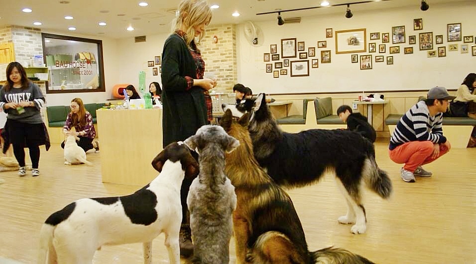 Собака кафе. Bau House Dog Cafe Корея. Собачье кафе в Корее. Кафе с собаками в Корее. Собачье кафе в Японии.