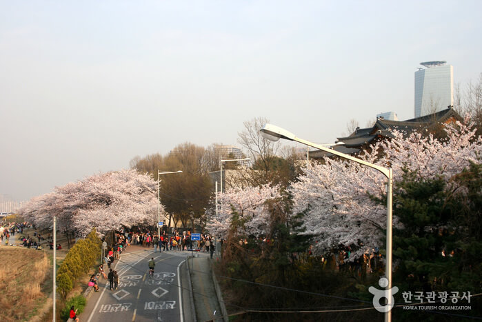 festival musim semi di Korea